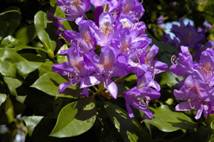 http://photos1.blogger.com/img/291/1346/480/Rhododendron-ponticum-2.jpg
